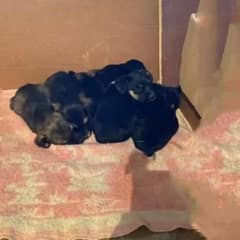 Six Abandoned Puppies Found Near The Highway, Clinging To Each Other For Survival
