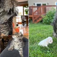 Fluffy Giant Visits Local Animal Shelter Every Day And Changes Lives