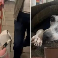 Tiny Dog’s Heartwarming Journey From Cage to Freedom After 6 Long Years