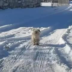 Rescuer Braves Snow and Cold to Save Shivering Puppy in Need