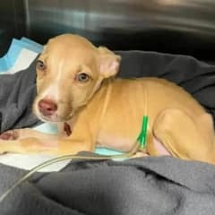 Vets Who Refused To Give Up On Sick Pup Call Him A ‘Miracle’ After He Gets Better