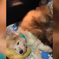 Sick Dog Taken To A Clinic Almost Didn’t Make It But Her Rescuers Would Not Give Up On Her