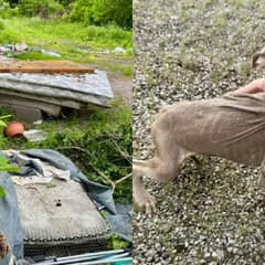 Puppies Abandoned On Thrown-Out Mattress Never Left Each Other’s Side