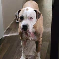 Family Reunited with Missing Dog After 7 Long Years Thanks to Facebook