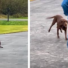 Loyal Dog Waits Outside Every Day For The Man Who Saved Her To Come Home
