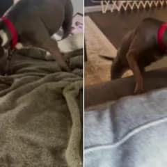 Senior Dog Spent 11 Years in a Shelter, Hoping for a Family When Everything Changed