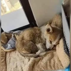 Abandoned Blind Puppy Found On The Roadside Gets A Second Chance At Life With His New Family