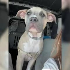 Abandoned Puppy Tied to Kennel on Highway Gets Rescued and Finds A Loving Home