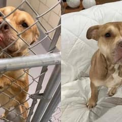 Dog Begs for Help in Shelter And Ends Up Finding Her Forever Loving Home