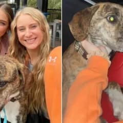 Dog Walked 1,200 Miles Across States to Find Her Way Back to Owner