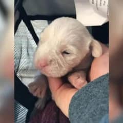 Injured Puppy Fights For Her Life After Being Left Alone On The Roadside