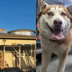 Husky Who Escaped Through Shelter Roof Finds Her Forever Home After Long Wait