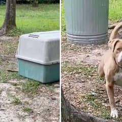 Heartbroken Dog Left Tied To Tree Finds Love With New Family Who Promises Her A Happy Life