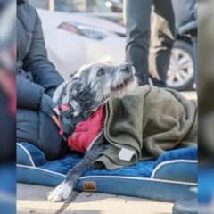 Dog Mom Throws Heartfelt Goodbye Party For Her Senior Pup