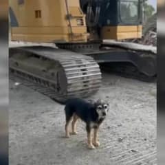 Abandoned Dogs Left In A Demolished House Get A Second Chance At Life Thanks To Caring Rescuers