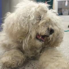 15-Year-Old Dog Left At Shelter Transforms Into A Puppy Again In A Forever Home