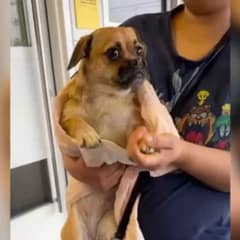 Heartbroken Pup Realizes She’s Being Left Behind At Shelter, But Finds A New Home Filled With Love