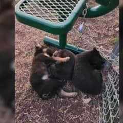 Newborn Puppies Left in Freezing Cold Find Comfort in Each Other’s Embrace