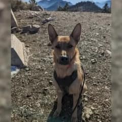 Sad Mama Dog Finds New Hope By Becoming The Loving Stepmom To 11 Orphaned Pups