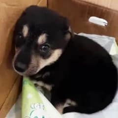 Abused Pup Escaped From His Owner, Now Lives The Happiest Live