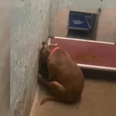 Heartbroken Pitbull Sits Facing the Wall, Too Defeated to Look at Anyone—Until Love Finds Her