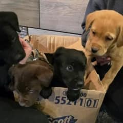 Four Abandoned Puppies Left in Freezing Cold—Shelter Staff Were Heartbroken by What They Found