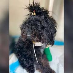 Mia Overcomes Heartbreak and Injury to Find Hope for a Better Life