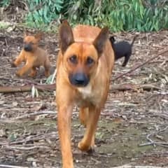 Teacher’s Curiosity Leads to a Heartwarming Discovery of a Stray Dog Family