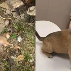 Abandoned on the Roadside, This Tiny Pup’s Story Ends in Love and Laughter