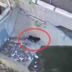 Terrified Puppy Left at Recycling Center Finds Hope Thanks to a Kind Rescuer