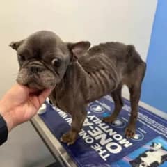 Sweet Potato Was Deemed ‘Too Broken’ Until A Miracle Saved Her