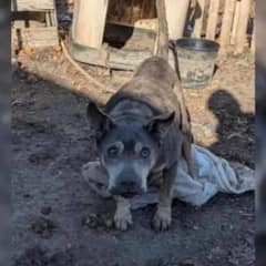 Senior Dog Left in the Cold Finds Warmth and Love After Rescue