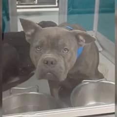 Forgotten Shelter Dog Was Hours From Euthanasia—Until One Family Stepped In