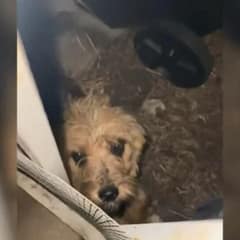 Rescuer Hears a Strange Noise at Night and Finds a Life-Changing Surprise