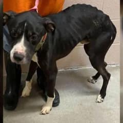 Heartbroken Dog Returns to Shelter for the Third Time Now Lives His Happiest Days