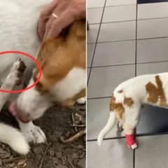 Dog’s Tiny Cut Costs Owners $150, But His Drama Was Worth It!