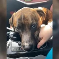 Loyal Pup Found His Forever Home After Heartfelt Connection With Foster Family