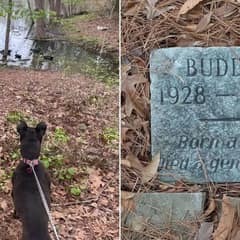 A Forgotten Dog’s Grave Discovered in a Park—What It Says Will Break Your Heart