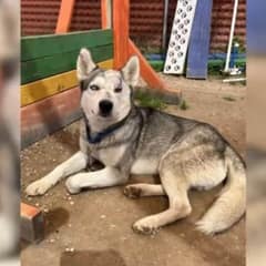 Lonely Husky With an Injured Eye Finds Hope and Love in a Little Girl’s Heart