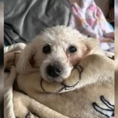 Deaf Poodle Rescued Saved from Euthanasia List Finds Happiness With Her New Mom