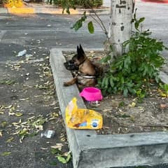 Heartbroken Dog Left With All Her Belongings Keeps Looking for Her Family