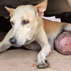 Senior Stray Dog Saved from the Streets with Life-Threatening Tumor