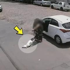 Crippled Pup Chased After the Car That Left Him Behind Now Lives The Happiest Life