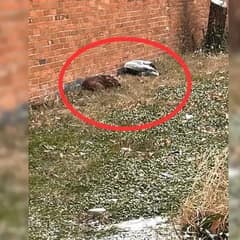 Two Stray Dogs Survived a Snowstorm Together and Found a Forever Home Full of Love