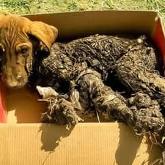How One Puppy Survived Six Days of Agony And Found Hope In A Forever Home