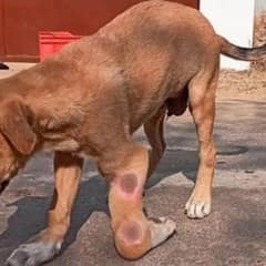 Found in Agony, Rescued in Love: This Pup’s Brave Journey Begins
