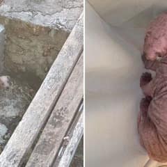 Watch How Rescued Puppy Jenny Blossoms In Her New Forever Home