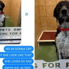 New York Woman’s Pup Looked Miserable In Her Daycare Photo But The Real Story Left Everyone Laughing
