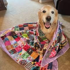 Dog Owner Turns Twelve Years of Bandanas Into a Memory Quilt for His Beloved Golden Retriever