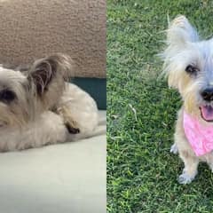 Senior Dog With Osteoarthritis Got a Second Chance at Life After One Last Vet Visit
